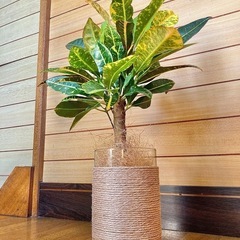 観葉植物　クロトンとガラス製鉢カバーの画像