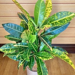 観葉植物　クロトンとガラス製鉢カバーの画像