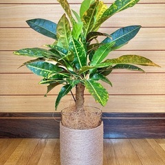 観葉植物　クロトンとガラス製鉢カバーの画像