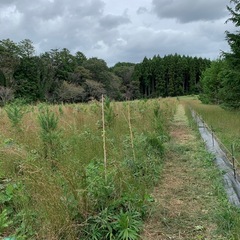 造園に興味ある方の画像