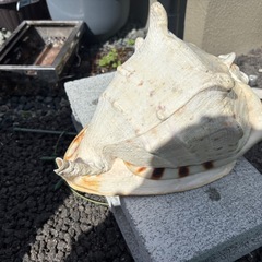 でかい貝殻 の画像