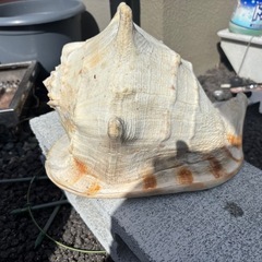 でかい貝殻 の画像