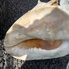 でかい貝殻 の画像