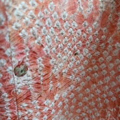 着物→鮫小紋、名古屋帯、しぼりコート、雨コート（やまと）👘✨の画像