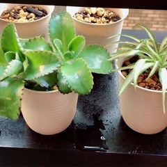 🪴ミニ観葉植物🪴🅱️
の画像