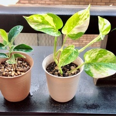 🪴ミニ観葉植物🪴🅱️
の画像