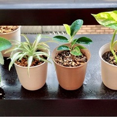 🪴ミニ観葉植物🪴🅱️
の画像