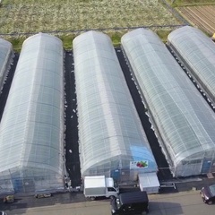 🍓いちご狩り・いちご管理スタッフ募集中🍓の画像