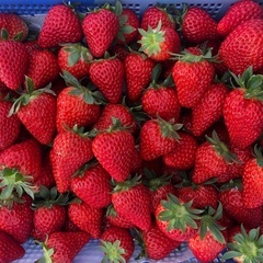 🍓いちご狩り・いちご管理スタッフ募集中🍓の画像