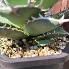 アガベ　実生　チタノタ　オテロイ　子株付きの画像