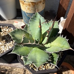 アガベ　実生　チタノタ　オテロイ　子株付きの画像