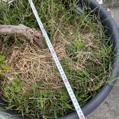 藤 黒龍 黒竜 鉢植え 苗木　ふじ の画像