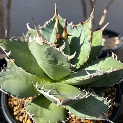 アガベ　覇王竜の画像