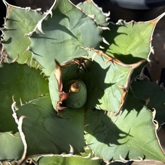 アガベ　覇王竜の画像