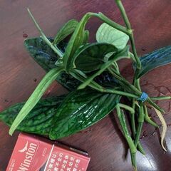 モンステラ　ジェイドの画像