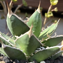 アガベ　実生　チタノタ　オテロイの画像