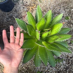 アガベ　ホリダ　大株の画像