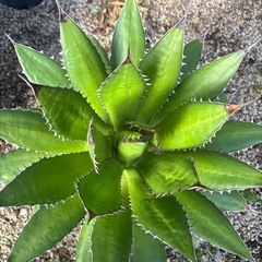 アガベ　ホリダ　大株の画像