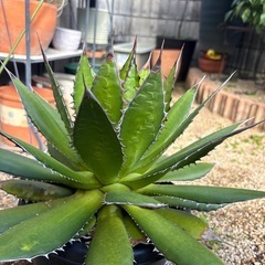 アガベ　ホリダ　大株の画像