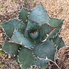 アガベ　ノーネーム　の画像