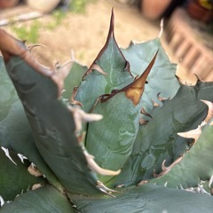 アガベ　ノーネーム　の画像