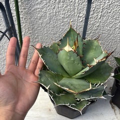 アガベ　ノーネーム　の画像