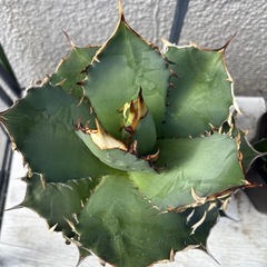 アガベ　ノーネーム　の画像