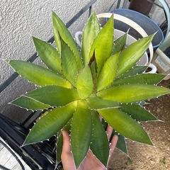 アガベ　ホリダ　大株　地植えにの画像