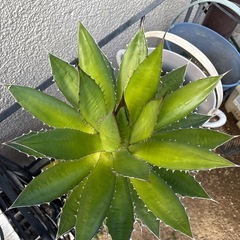 アガベ　ホリダ　大株　地植えにの画像