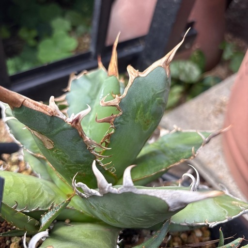 アガベ オアハカ オテロイ 子株付き