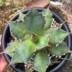 アガベ　オアハカ　オテロイ　子株付きの画像