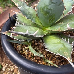 アガベ　オアハカ　オテロイ　子株付きの画像