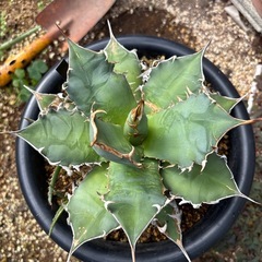 アガベ　オアハカ　オテロイ　子株付きの画像