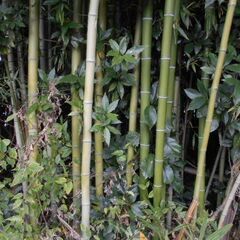 屋敷内にあります　真竹を譲りますの画像