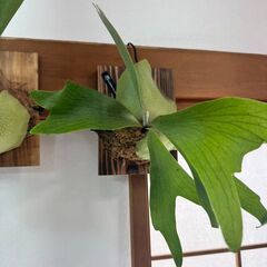 ビカクシダ(ネザーランド)の画像