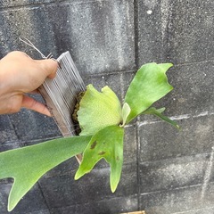 ビカクシダ　ネザーランドの画像