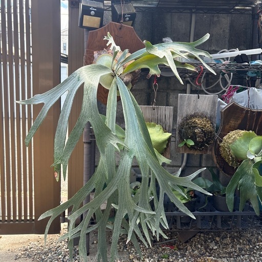 白ビフ　e-1 ビカクシダ