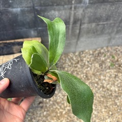 ビカクシダ　板付けにの画像