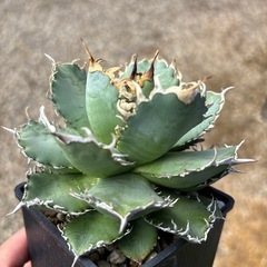 特選フィリグリー　アガベ　チタノタの画像