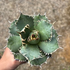 特選フィリグリー　アガベ　チタノタの画像