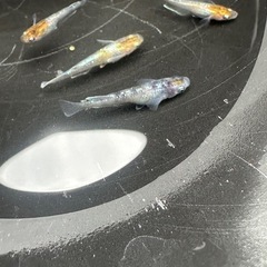 メダカ 龍炎 1ペア＋メス2匹の画像