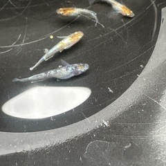メダカ 龍炎 1ペア＋メス2匹の画像