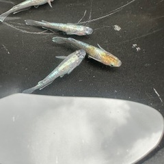 メダカ 龍炎 1ペア＋メス2匹の画像