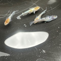 メダカ 龍炎 1ペア＋メス2匹の画像