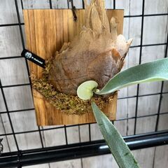 ビカクシダ(ベイチー)の画像