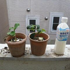 差し上げます ピンクのサザンカのの苗 2鉢 取りに来ていただける方 受け渡し日時自由の画像
