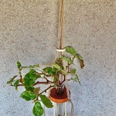 観葉植物　水耕栽培したベゴニアと木製の水耕栽培/水差しハンガーの画像