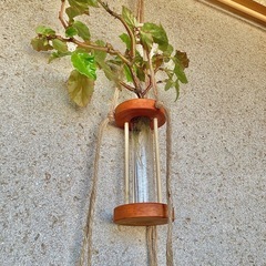 観葉植物　水耕栽培したベゴニアと木製の水耕栽培/水差しハンガーの画像