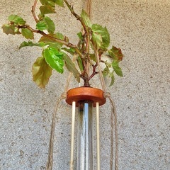 観葉植物　水耕栽培したベゴニアと木製の水耕栽培/水差しハンガーの画像