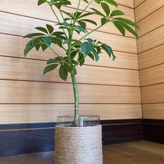 観葉植物　カポックとガラス製鉢カバーの画像
